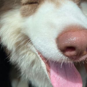 Meet your Posher, Hamill